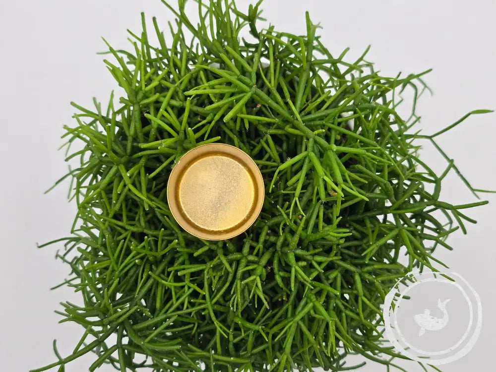 Kaarshouder Prikker Voor Xxl-Kaars