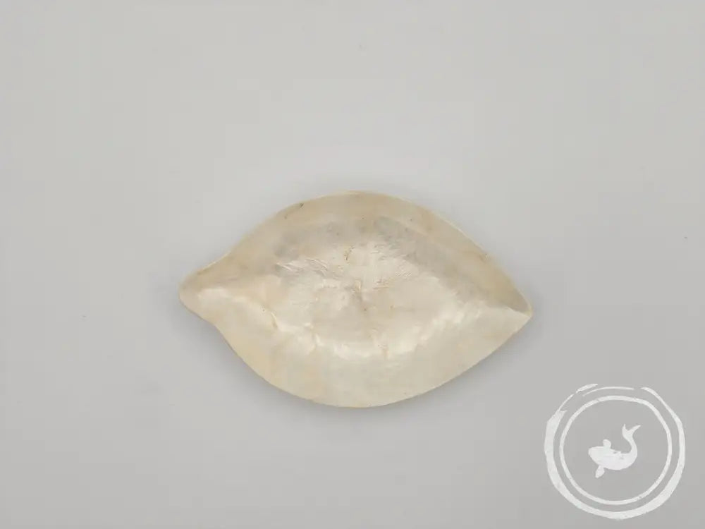 Ovaal Schelpschaaltje